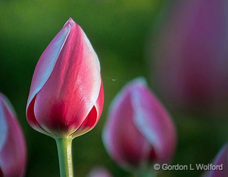 Sleeping Tulips_DSCF02002.jpg - Photographed at the 2013 Canadian Tulip Festival in Ottawa, Ontario, Canada.